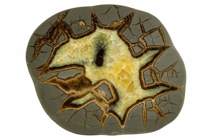 Polished Septarian Slab - Utah #338217